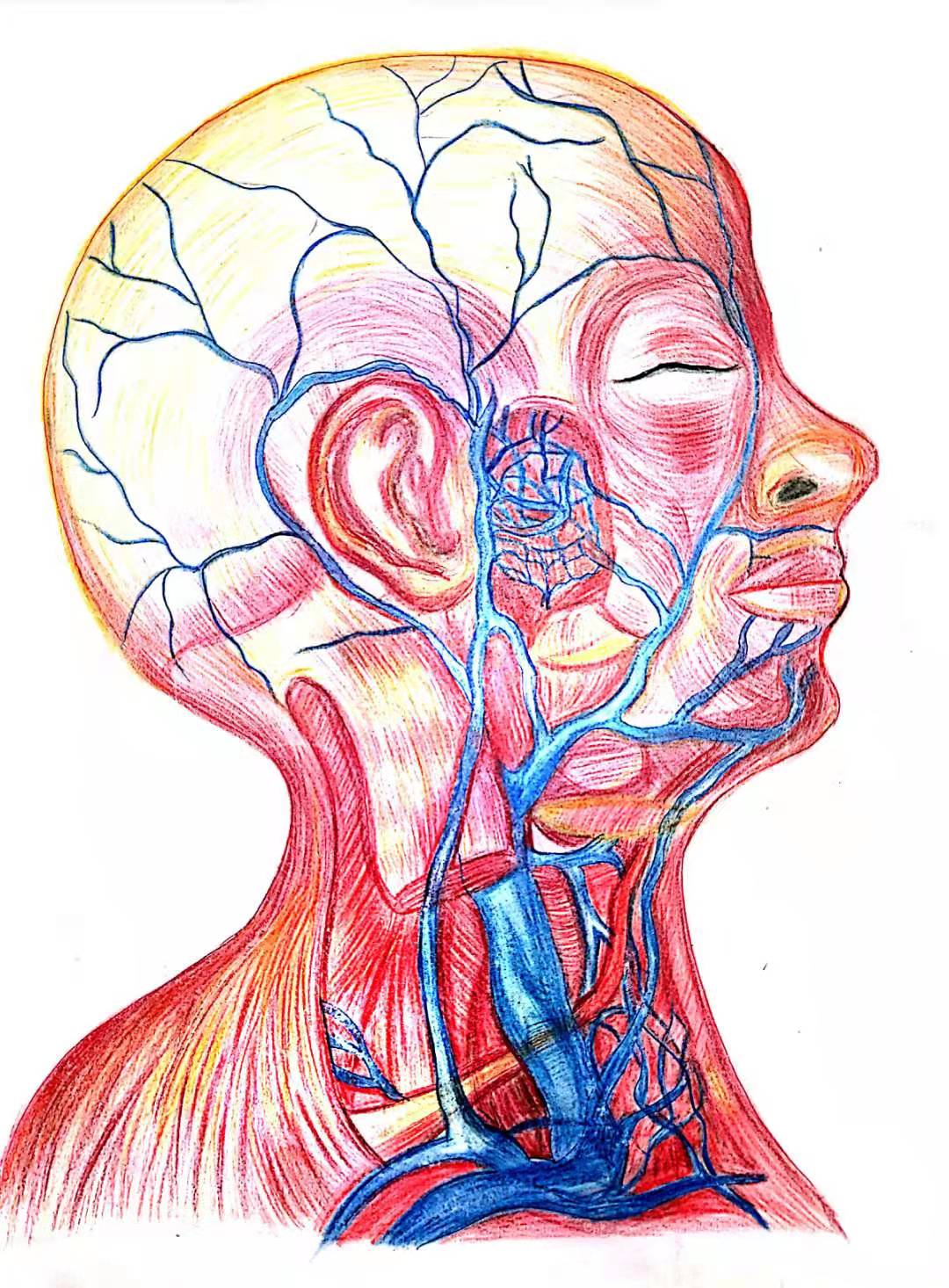 医疗人体组织器官消化器官科普插画图片-千库网